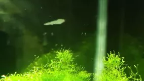 ماهی زینتی-پرروش ماهی آکواریومی-فیلم پرورش ماهی Duarf Pea Puffer