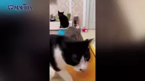 ورزش گروهی گربه‌ ها روی تردمیل