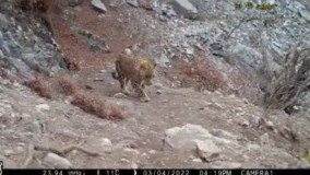 حیات‌ وحش منطقه شکار ممنوع سوادکوه