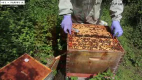 رایگان زنبورداری-پرورش زنبورداری-احداث زنبورداری جدید