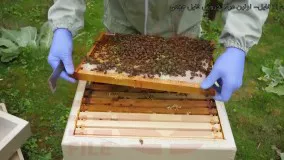 حرفه ای زنبورداری-پرورش زنبور عسل-زنبورداری صنعتی-انتقال کندوچه