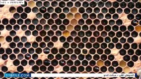 حرفه ای زنبورداری-پرورش زنبور عسل-زنبورداری صنعتی-ساخت کندو