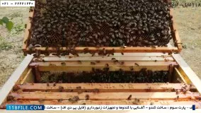 حرفه ای زنبورداری-پرورش زنبور عسل-زنبورداری صنعتی-روش آزمودن ملکه