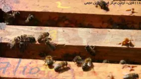 حرفه ای زنبورداری-پرورش زنبور عسل-زنبورداری صنعتی-حشره موم خوار