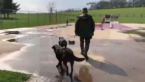 سگ ژرمن -تربیت دوبرمن پینچر-اطاعت شرایط حواس پرتی