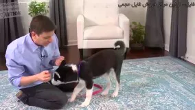 سگ ژرمن – آموزش سگ هاسکی - چگونه توله سگ خود را به گوش دادن دعوت کنیم؟