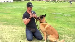 سگ را تربیت کنیم -تربیت حیوانات  - نصب قلاده و زنجیر برای سگ ژرمن شپرد