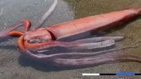 ماهی مرکب غول‌پیکر ۳ متری در سواحل ژاپن