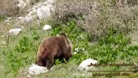 مشاهده خرس قهوه‌ای و  توله اش در سوادکوه