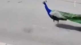 تعقیب کامیون بستنی توسط یک طاووس !