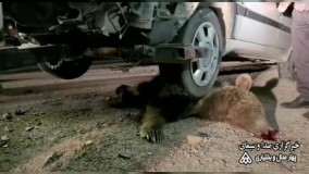 تصاویر تکان‌دهنده از مرگ دردناک یک قلاده خرس