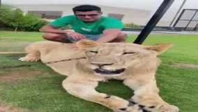 بازی سعید عزت‌ اللهی با یک قلاده شیر!