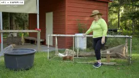 پرورش مرغ محلی-پکیج آموزش مرغداری-زمان مناسب برای بردن جوجه به قفس