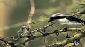 سلاخی شکار روی درخت توسط پرندگان قصاب !