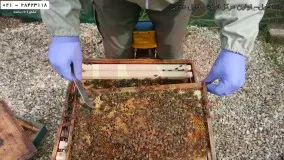 زنبورداری حرفه ای-آموزش زنبورداری مدرن-روش تشخیص ملکه ی نرزا