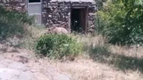 ویدئوی بامزه از غذا خوردن خرس در ارسباران