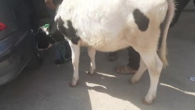 سرقت یک گاو با سمند در خوزستان