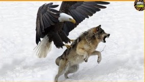 حیوانات وحش و حیرت آور _ نبرد دیدنی بین عقاب و گرگ