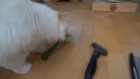 شانه زدن گربه