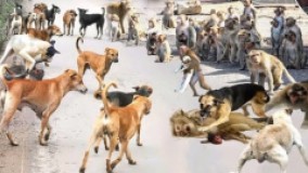 حیوانات وحشی حیات وحش _ نبرد دیدنی بین سگ و میمون ها