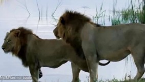 نبرد حیوانات  لحظه شکار کروکودیل توسط خانواده شیرها