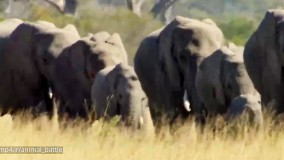 نبرد حیوانات لحظه حمله فیل به کروکودیل غول پیکر