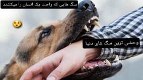 سگ هایی که به راحتی یک انسان را میکشند