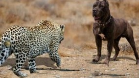 نبرد و درگیری حیوانات-حیات وحش