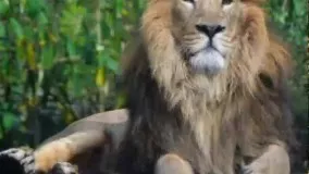 شیر ایرانی جانوری زیبا و منقرض‌شده در ایران