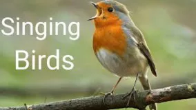 زیباترین آواز پرندگان