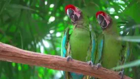 فیلم مستند زیباترین طوطی های ماکائوی  جنگل های حیات وحش افریقا