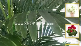 انواع درختچه مصنوعی نخل برگ نازک | فروشگاه ملی