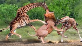 مستند حیات وحش - نبرد شدید بین شیر و زرافه