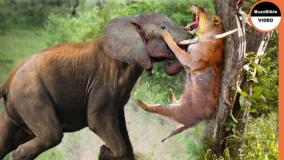 مستند حیات وحش - حمله فیل به شیرها