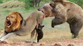 نبرد عجیب شیرها با خرس ها در حیات وحش