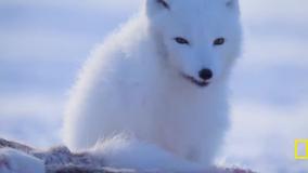 داستان عشق روباه قطبی، سفرهای باورنکردنی حیوانات
