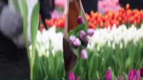 جشن روز ملی گل لاله در آمستردام
