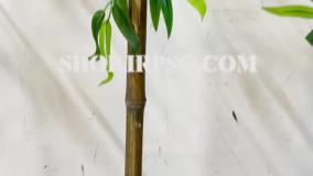 انواع شاخه بامبو خیزران مصنوعی مدل 2 متری پخش از فروشگاه ملی