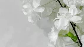 انواع شکوفه مصنوعی به رنگ بندی سفید پخش از فروشگاه ملی