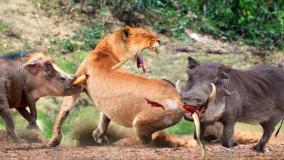 نبرد مرگبار شیر با گراز وحشی آفریقایی/ نبرد حیوانات حیات وحش