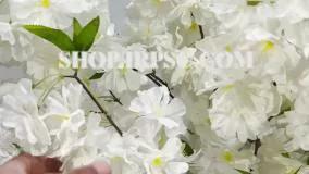 انواع درختچه تزیینی شکوفه پخش از فروشگاه ملی ارتفاع 180 سانتیمتر