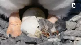 لحظه دیدنی از در اومدن بچه پنگوئن از تخم 🔥