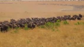 دیدنی ترین فیلم مستند حیوانات عجایب حیات وحش افریقا