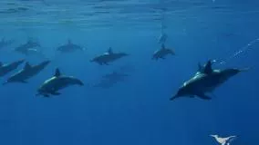 دنیای شگفت انگیز دلفین ها 😍🔥