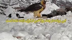 پیدا شدن پرنده همای سعادت در ایران