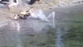 شکار جوجه اردک توسط ماهی!!!!